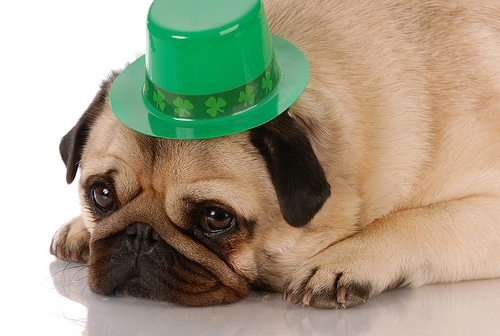 holiday-st-patrick-pug.jpg